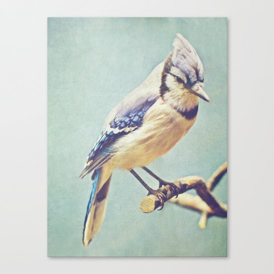 Virginia Bluejay Canvas Print