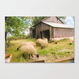 Little Sheep Canvas Print