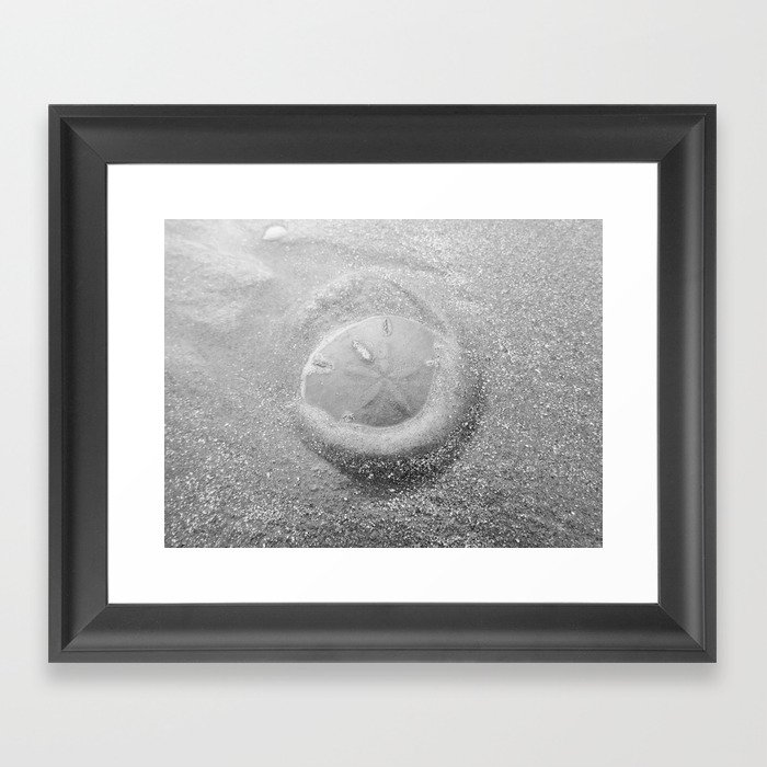Sand Dollar Framed Art Print