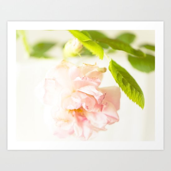 Romantic Soft Pink Rose Art Print