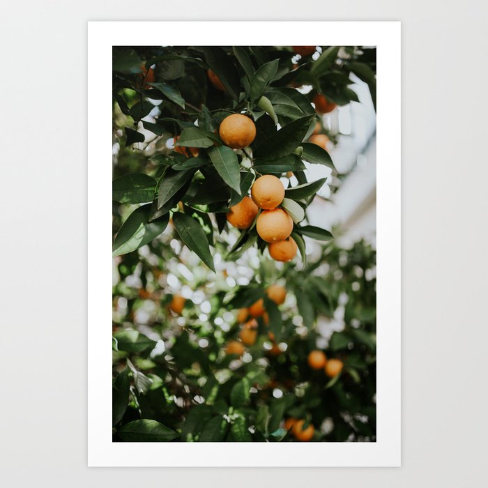 Oranges in the rain Art Print