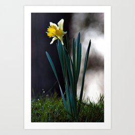 daffodil Art Print