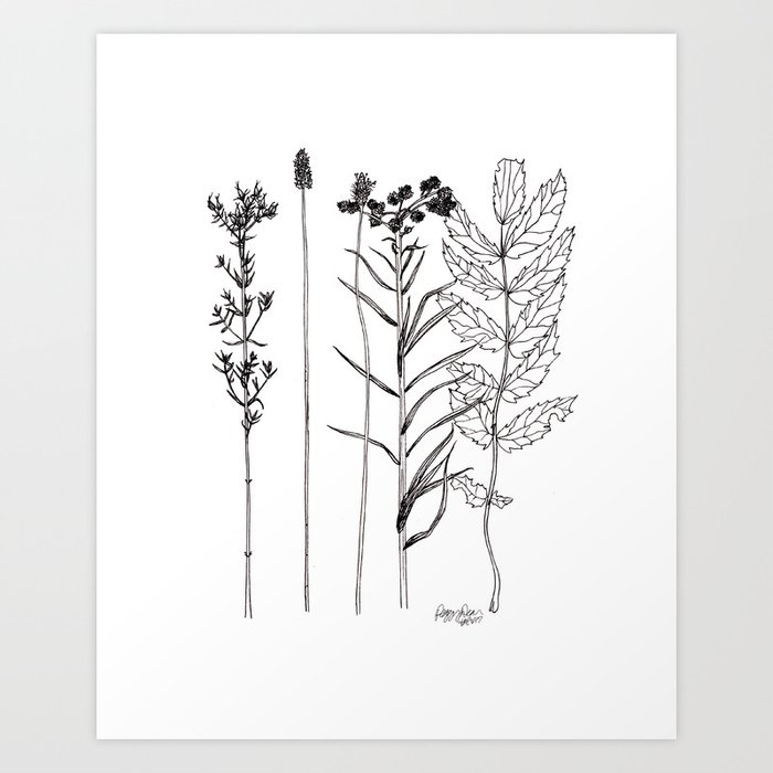Wild Flower Nature Line Drawing Art Print By Thepigeonletters Society6 See more ideas about flower drawing tutorials, flower drawing, drawing tutorial easy. wild flower nature line drawing art print by thepigeonletters