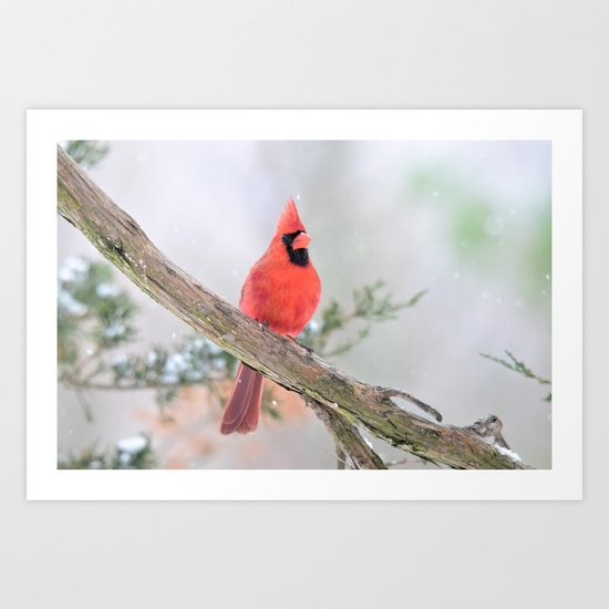 "Say What?" (Northern Cardinal) Art Print