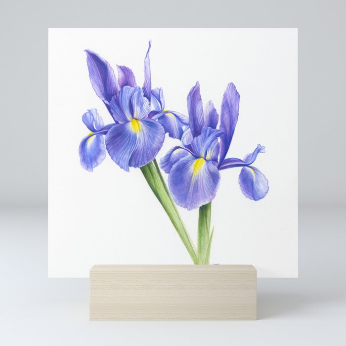 Double Dutch Irises Mini Art Print