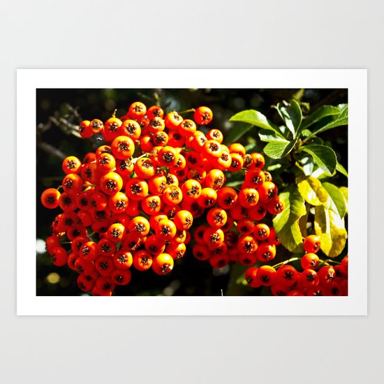 Summer Berries Art Print