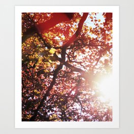 Autumn Leaves Art Print