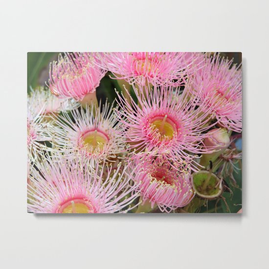 Pink Flowering Gum Metal Print