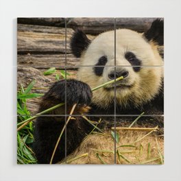 China Photography - Cute Panda Eating Grass And Plants Wood Wall Art