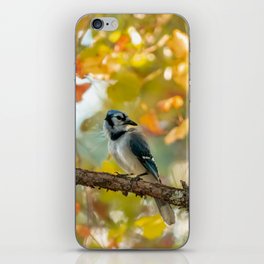 Blue Jay in the Fall iPhone Skin