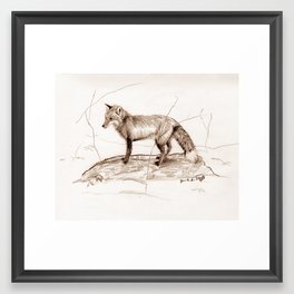 Fox Study Framed Art Print