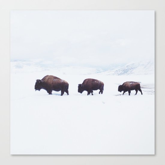 Buffalo Walking Through Snow in Winter Canvas Print