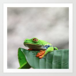 Red-eyed tree frog, Costa Rica | Green amphibian | Fine art Travel photography |  Art Print