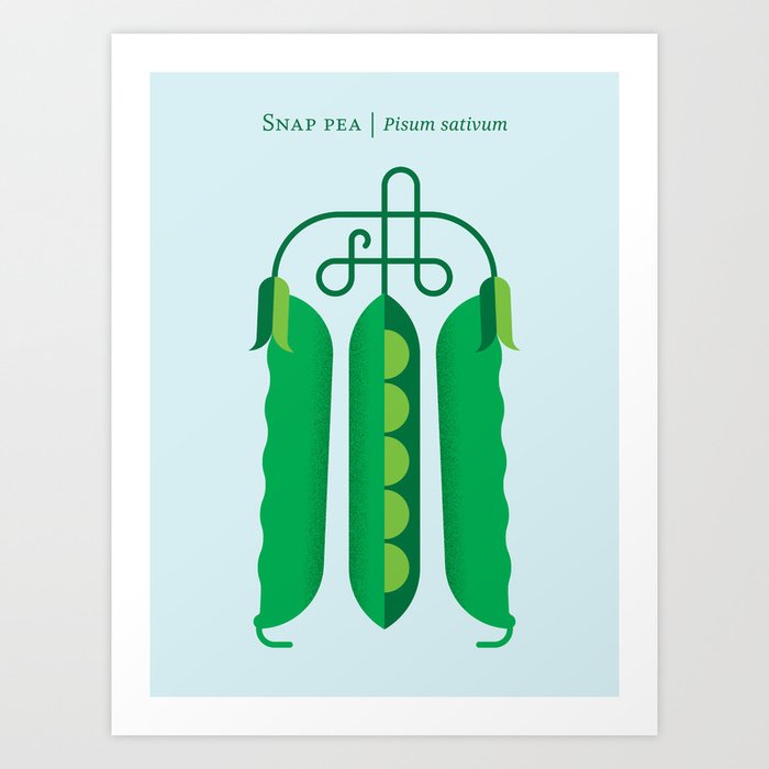 Vegetable: Snap pea Art Print