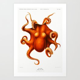 Vintage Octopus Illustration  Art Print