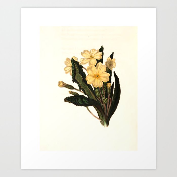 Primrose from "The Moral of Flowers" (1833) by Rebecca Hey Art Print