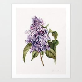 Lilac Branch Art Print