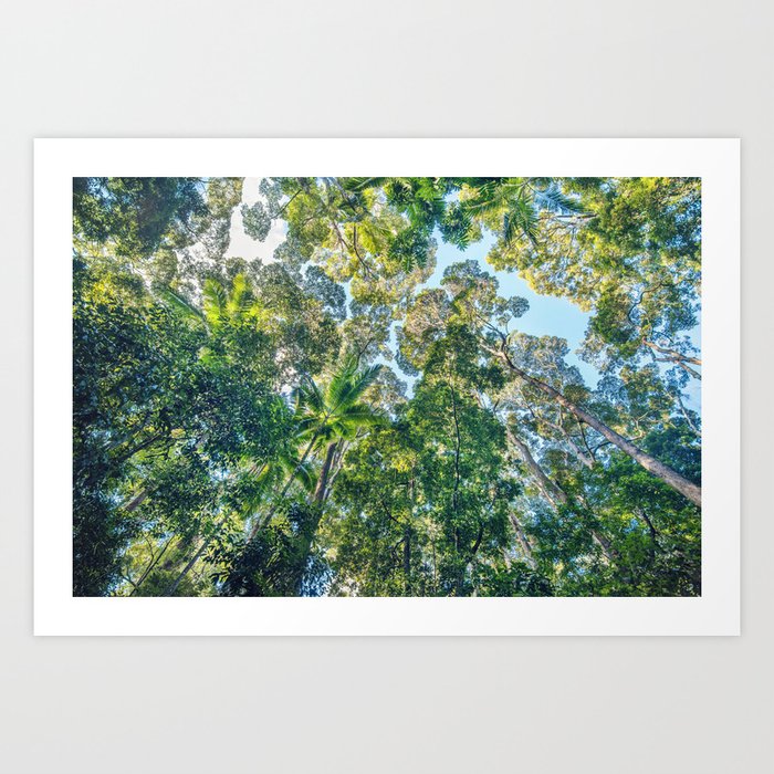 Valley of the Giants Forest, Fraser Island Australia Art Print