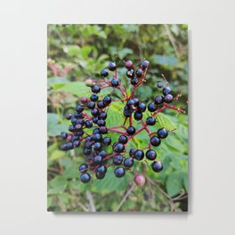 Elderberries Metal Print | Plant, Color, Black, Summer, Photo, Digital, Leaf, Nature, Tree, Berries 