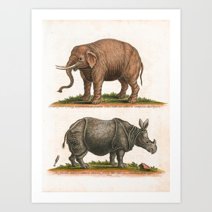 Elephant and rhinoceros by George Edwards, 1758 (benefiting The Nature Conservancy) Art Print