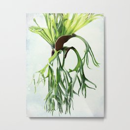 Staghorn Metal Print | Texture, Fern, Nature, Staghorn, Garden, Cascade, Photo, Elkhorn, Plant, Green 