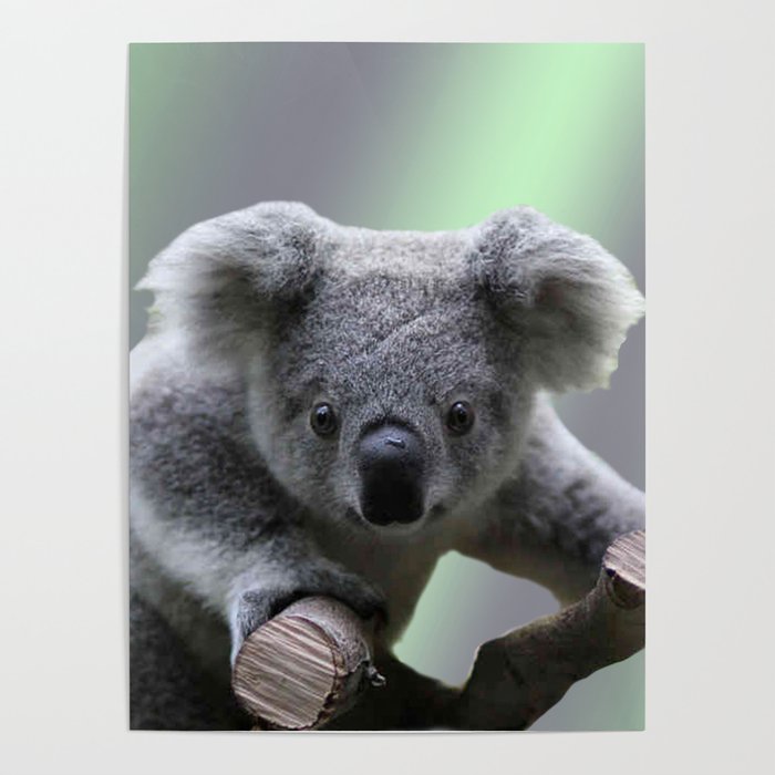 Koala Eco (koalaecousa)  Official Pinterest account