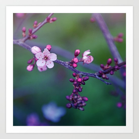 Dreamy purple Cherry Blossom Art Print