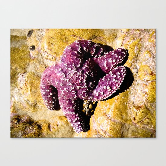 Purple Star Canvas Print
