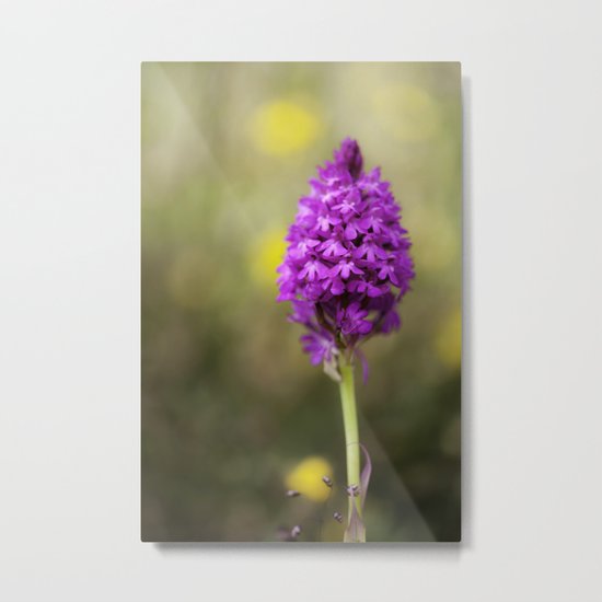 Pyramidal Orchid Metal Print