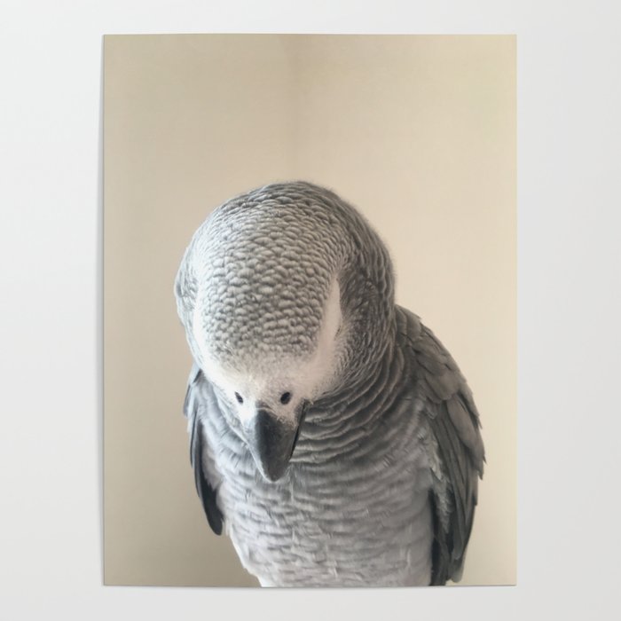 Portrait of Bo African Grey Parrot Poster