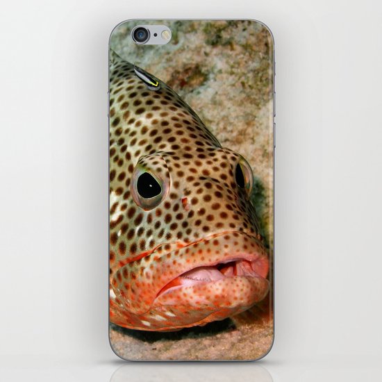 Coral Grouper Being Cleaned iPhone & iPod Skin