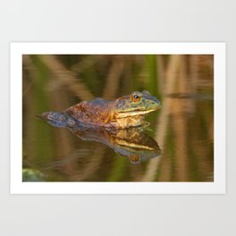 Bullfrog Reflections at Sunset by Reay of Light Photography Art Print | Frog, Reflections, Photo, Amphibian, Nature, Reflection, Brown, Pond, Color, Eyes 