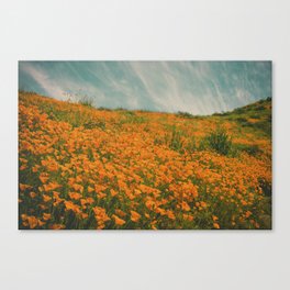 California Poppies 016 Canvas Print