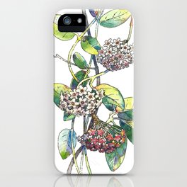 Hoya Carnosa / Porcelainflower iPhone 11 case Hoya Carnosa / Porcelainflower iPhone 11 case