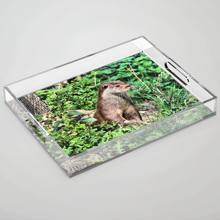 Otter Lookout Acrylic Tray