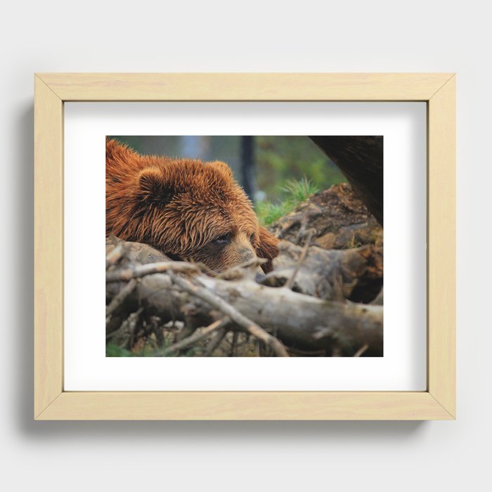 Kodiak Bear Recessed Framed Print