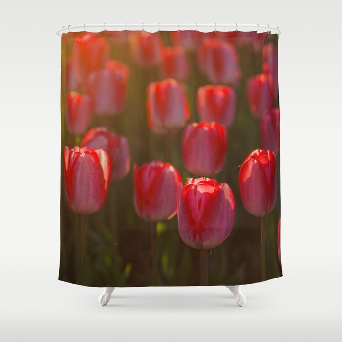 Tulips spring Shower Curtain