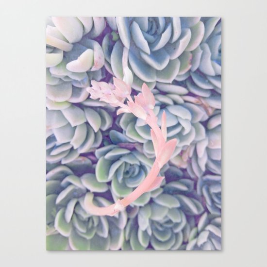 Sweet Succulents 2 Canvas Print