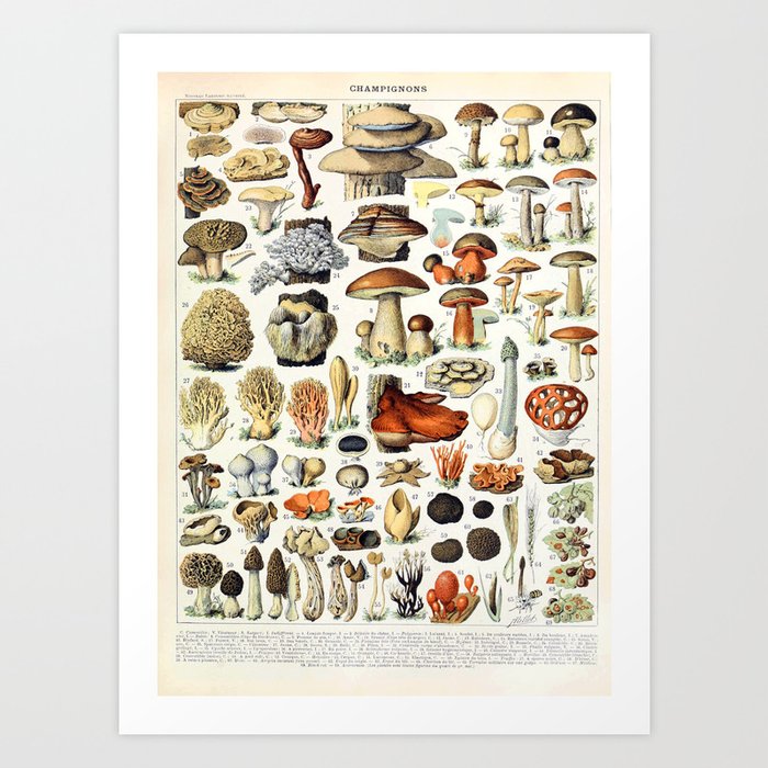 Adolphe Millot - Champignons A - French vintage poster Art Print