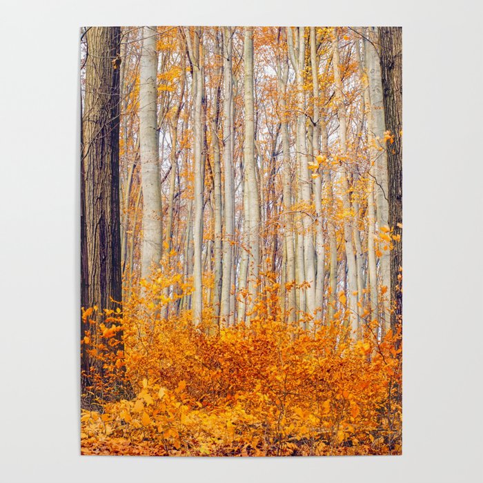 Golden Autumn Forest (Color) Poster