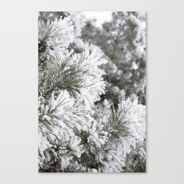 Dressed in Frost Canvas Print