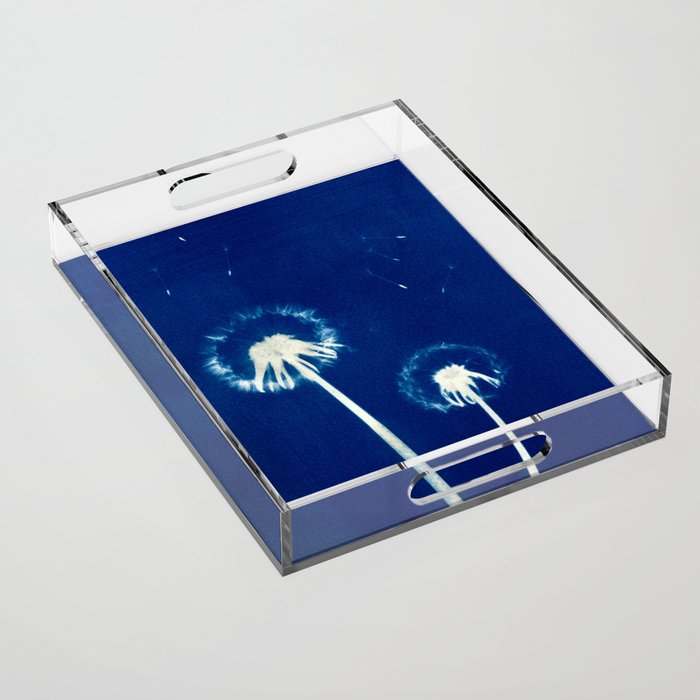 Cyanotype - Dandelion #1 Acrylic Tray