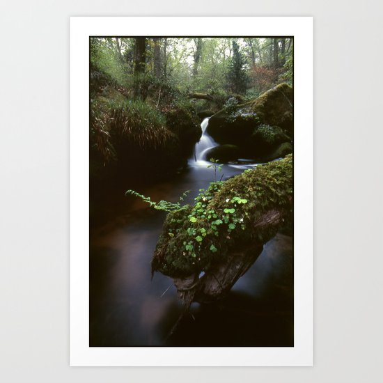 Waterfall with Fern Art Print