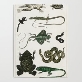 Vintage reptiles and amphibians Poster