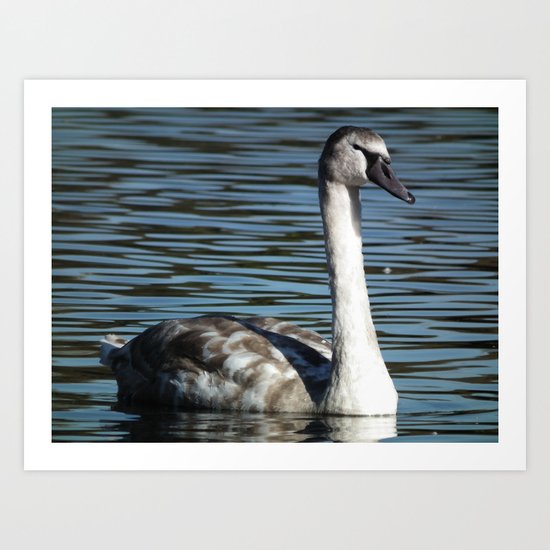 the signet Art Print