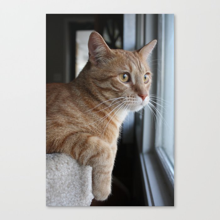 Orange tabby cat Canvas Print