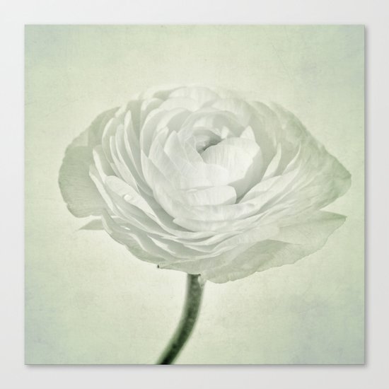 whity Canvas Print