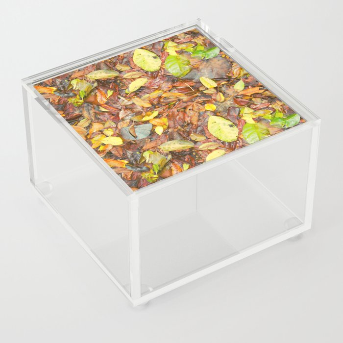 Forest Floor Acrylic Box