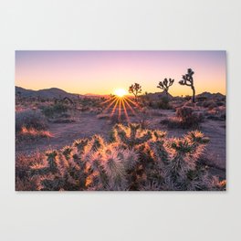 Joshua Tree Cholla Cactus Sunset Canvas Print