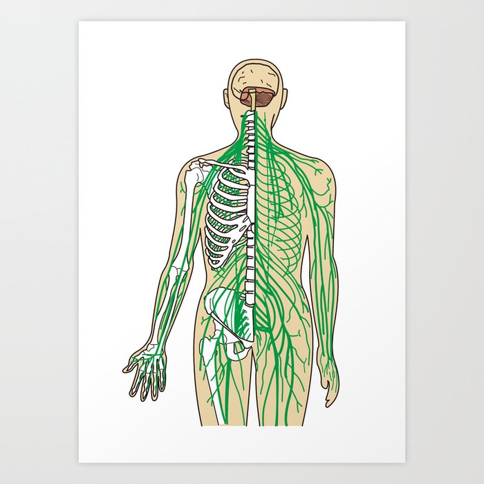 Human neural pathways Art Print by FACTORIE | Society6